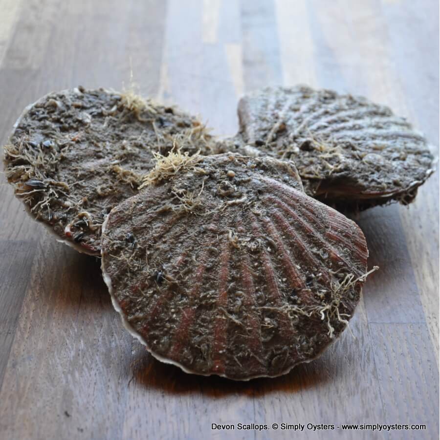 Live Farmed Scallops Buy Online UK Delivery